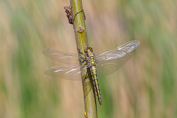 Kortenhoef 250520-042