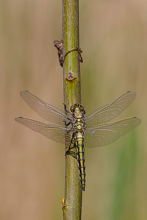 Kortenhoef 250520-043