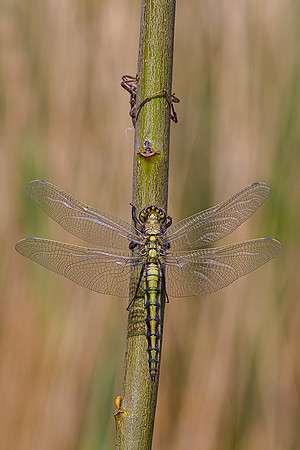 Kortenhoef 250520-044