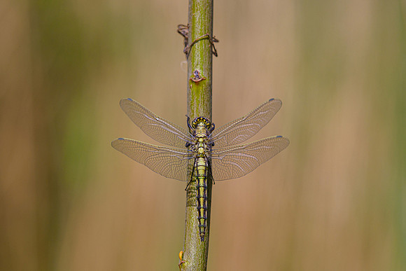 Kortenhoef 250520-045