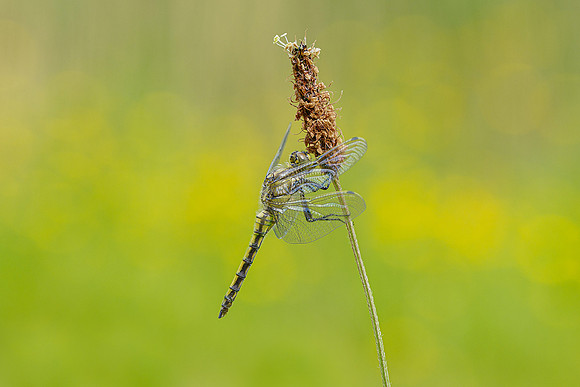 Kortenhoef 250520-052