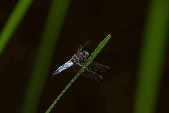 Kortenhoef 250520-067