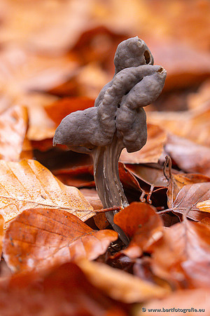Paddenstoelen 2024-089