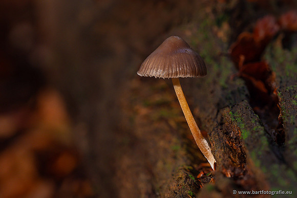 Paddenstoelen 2024-061