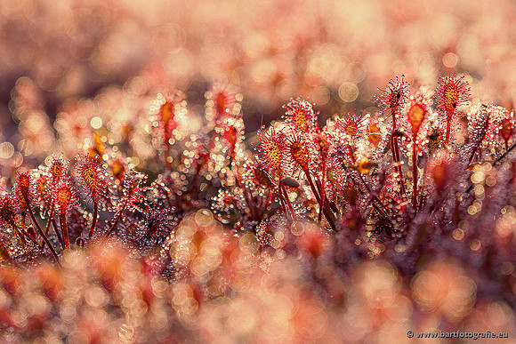Leersumseveld Bart Fotografie 01020-016