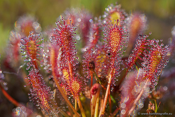 Leersumseveld Bart Fotografie 01020-018