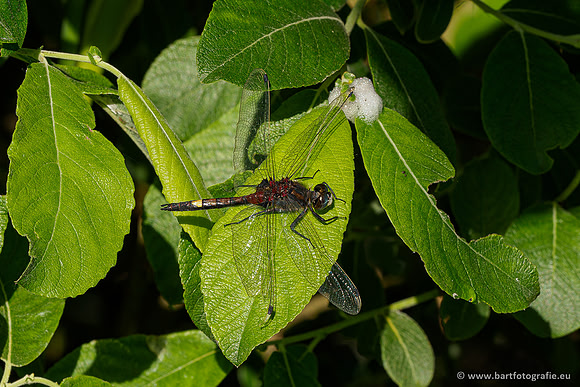 Woldlakebos Bart Fotografie 020620-010