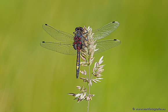 Woldlakebos Bart Fotografie 020620-016