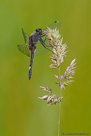 Woldlakebos Bart Fotografie 020620-017