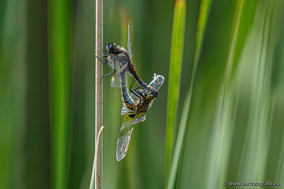 Woldlakebos Bart Fotografie 020620-028