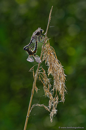 Woldlakebos Bart Fotografie 020620-030