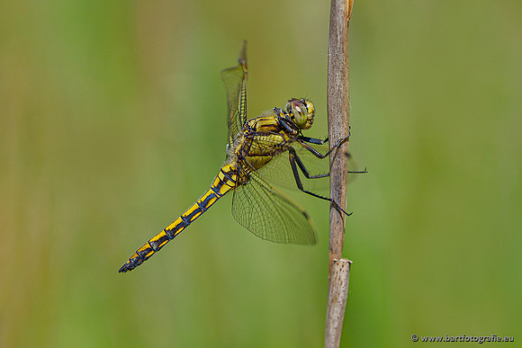 Woldlakebos Bart Fotografie 020620-035