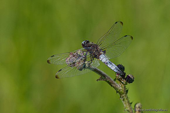 Woldlakebos Bart Fotografie 020620-036