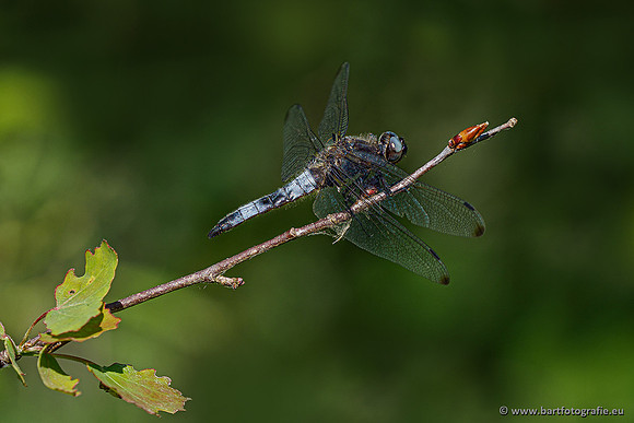 Woldlakebos Bart Fotografie 020620-038