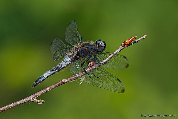 Woldlakebos Bart Fotografie 020620-039