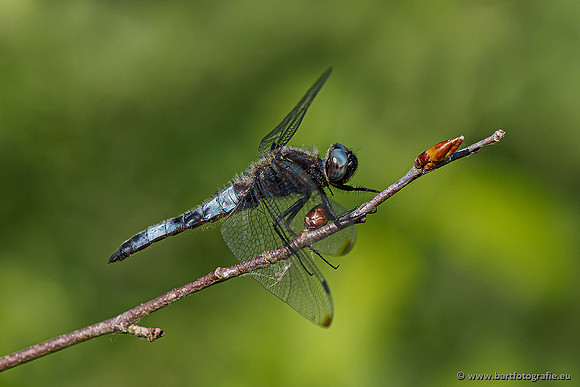 Woldlakebos Bart Fotografie 020620-040