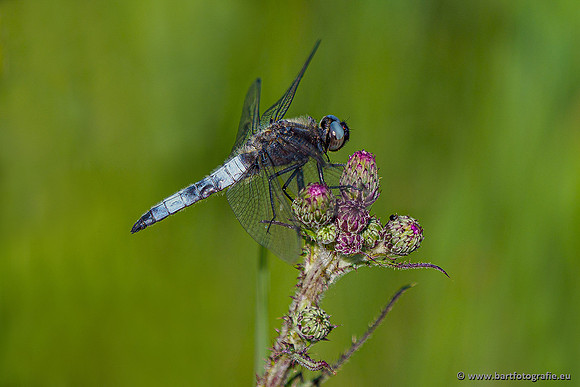 Woldlakebos Bart Fotografie 020620-041