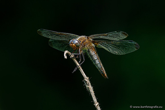 Woldlakebos Bart Fotografie 020620-044