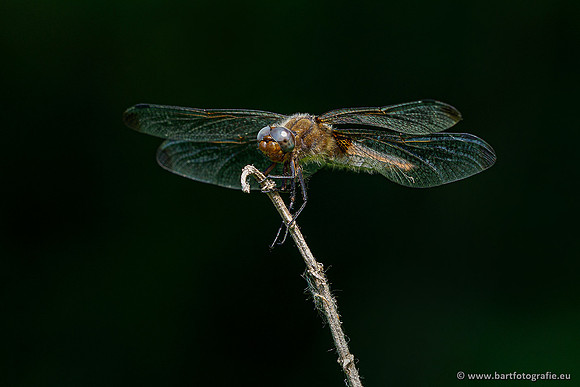Woldlakebos Bart Fotografie 020620-045
