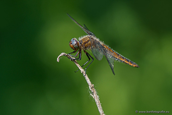 Woldlakebos Bart Fotografie 020620-048