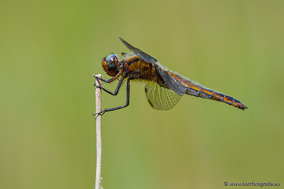 Woldlakebos Bart Fotografie 020620-050