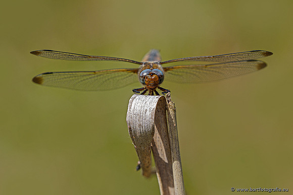 Woldlakebos Bart Fotografie 020620-053