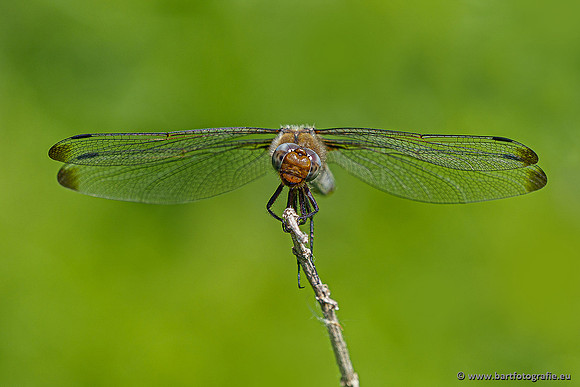 Woldlakebos Bart Fotografie 020620-054