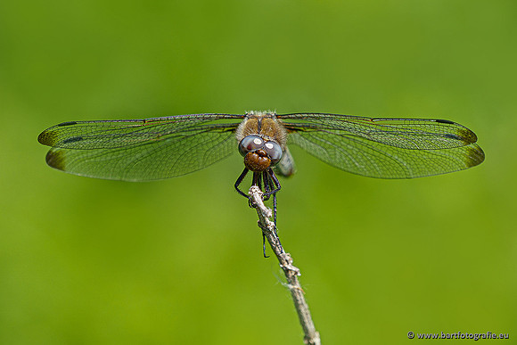 Woldlakebos Bart Fotografie 020620-055