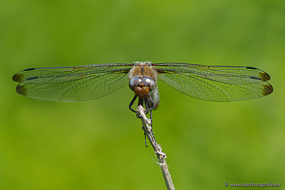 Woldlakebos Bart Fotografie 020620-056