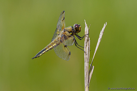 Woldlakebos Bart Fotografie 020620-058