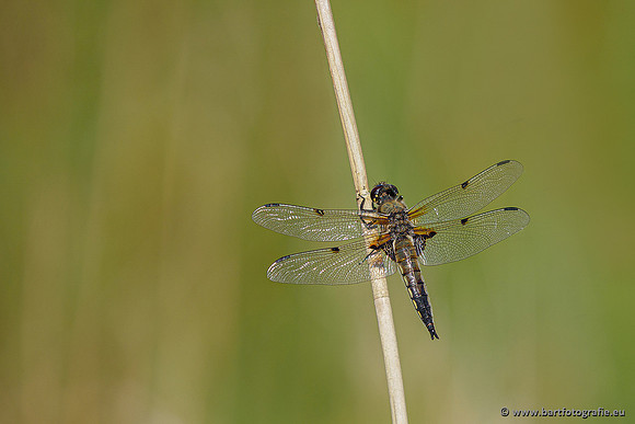 Woldlakebos Bart Fotografie 020620-062