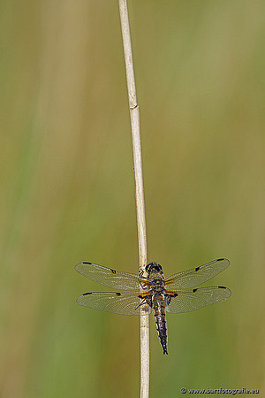 Woldlakebos Bart Fotografie 020620-063