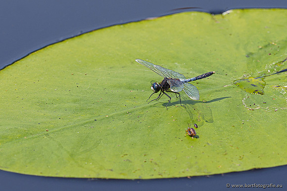 Woldlakebos Bart Fotografie 020620-064