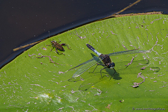 Woldlakebos Bart Fotografie 020620-065