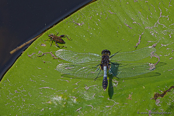 Woldlakebos Bart Fotografie 020620-066