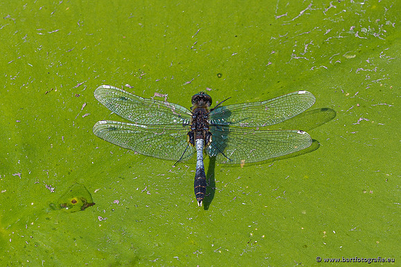 Woldlakebos Bart Fotografie 020620-069
