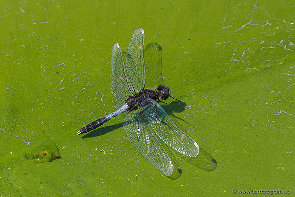 Woldlakebos Bart Fotografie 020620-070