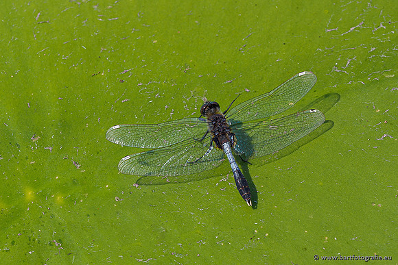 Woldlakebos Bart Fotografie 020620-071