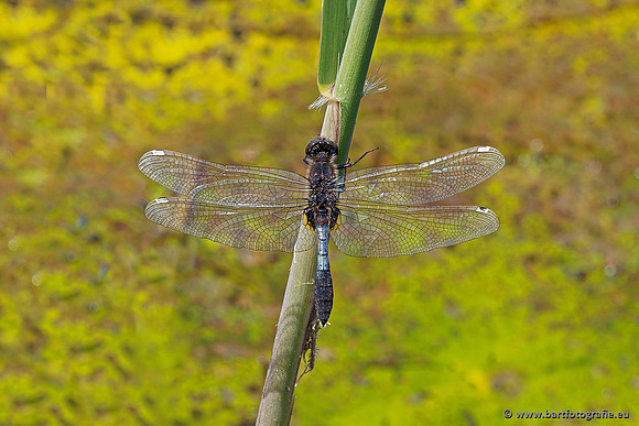 Woldlakebos Bart Fotografie 020620-072