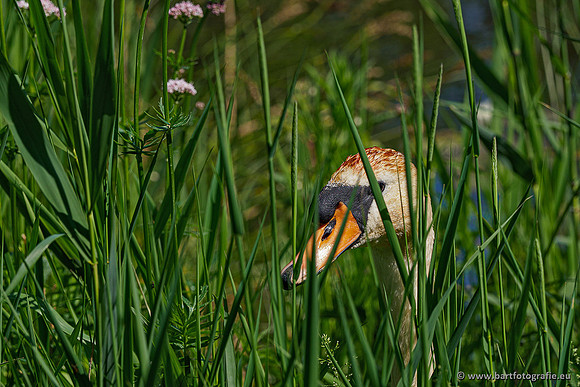 Woldlakebos Bart Fotografie 020620-090