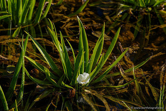 Woldlakebos Bart Fotografie 020620-092