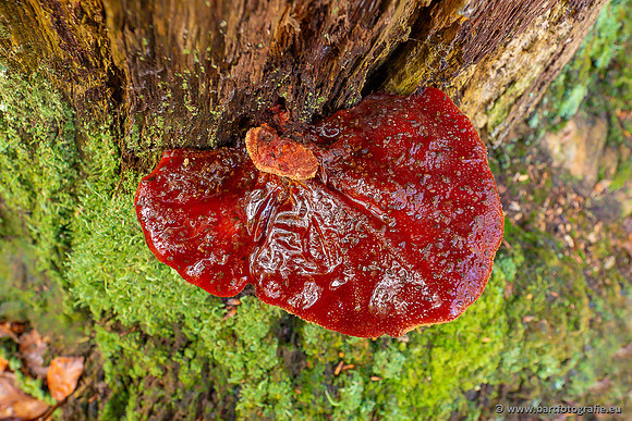 Paddenstoelen 2024-068