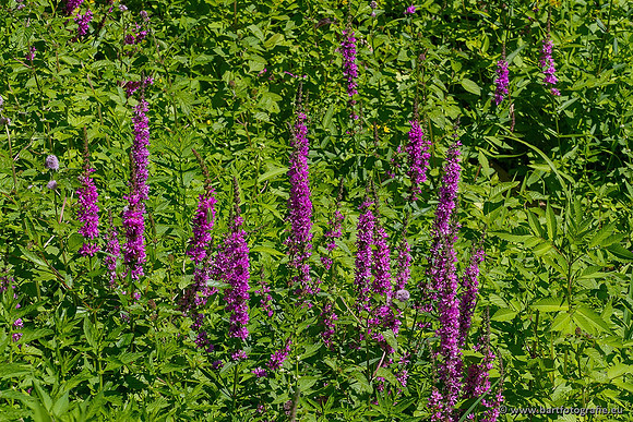 Achterhoek augustus 2020 Bart Fotografie-006