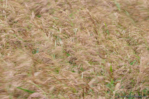 Friesland september 2020 Bart Fotografie-103