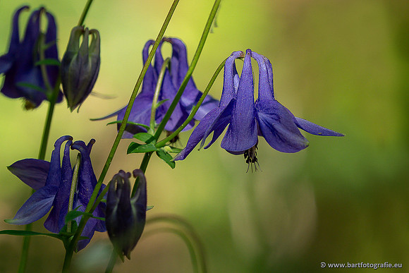 Bloemen en Planten Bart Fotografie-1396