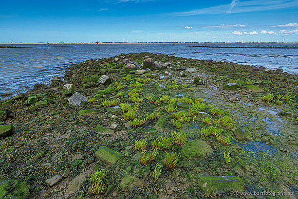Westerlee 220620 Bart Fotografie-023