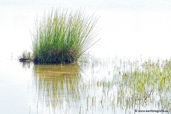 Westerlee 220620 Bart Fotografie-028
