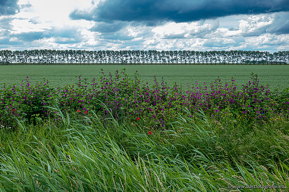Westerlee 220620 Bart Fotografie-030