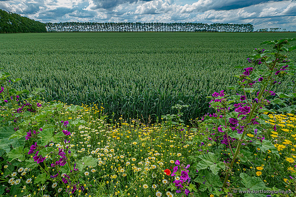 Westerlee 220620 Bart Fotografie-032