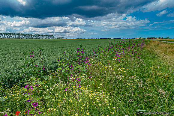 Westerlee 220620 Bart Fotografie-033